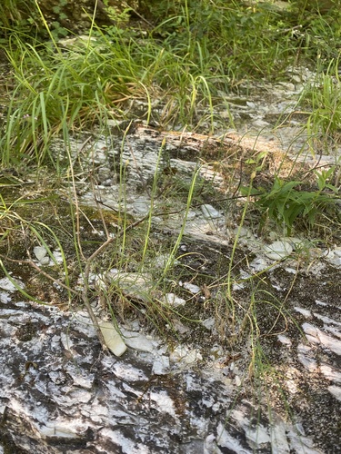 Allium psebaicum, photograph 4