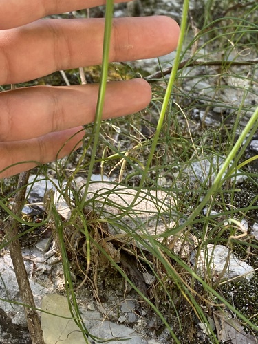 Allium psebaicum, photograph 5