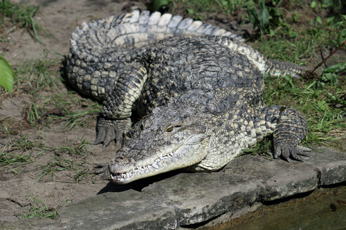 Cuban Crocodile