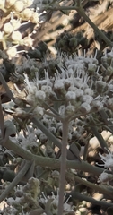 Pimpinella villosa