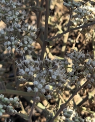 Pimpinella villosa, photograph (c) David Pereira, some rights reserved (CC BY)