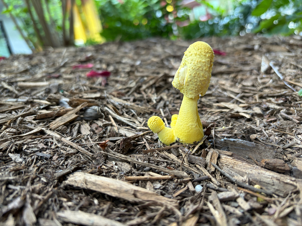 flowerpot parasol · August 2026 · photo: Photo: no rights reserved · iNaturalist