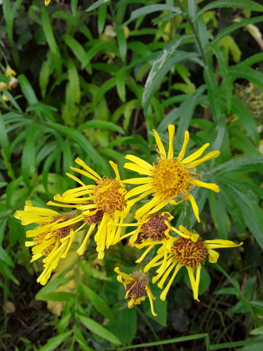 fen ragwort