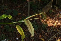 Ficus travancorica