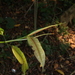 Ficus travancorica - Photo (c) Siddarth Machado, algunos derechos reservados (CC BY), uploaded by Siddarth Machado