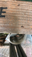 Crematogaster scutellaris