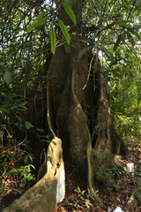 Ficus travancorica