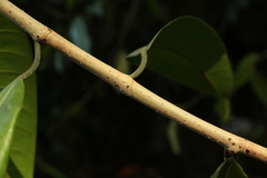 Ficus travancorica