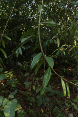 Ficus travancorica
