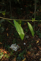 Ficus travancorica