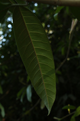 Ficus travancorica