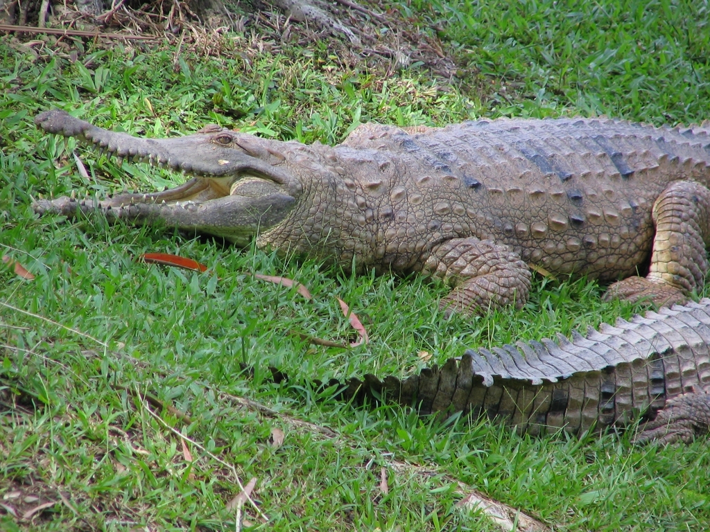 Australian Freshwater Crocodile