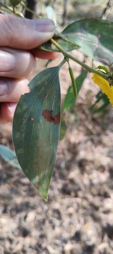 Acacia difficilis, 2026-08-03