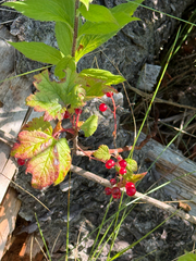 Ribes glandulosum, photograph (c) Patrice Dupont, some rights reserved (CC BY)