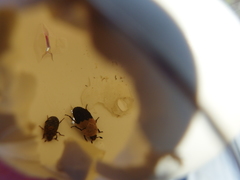 Dermestes dimidiatus