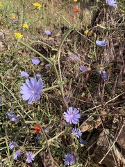 Cichorium pumilum