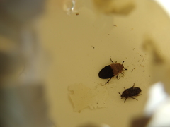 Dermestes dimidiatus
