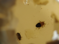 Dermestes dimidiatus