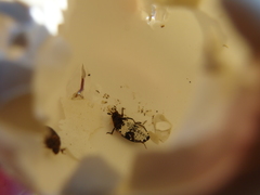 Dermestes dimidiatus