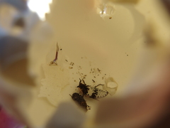 Dermestes dimidiatus