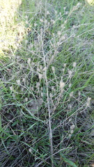 Centaurea pseudomaculosa