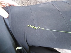 Melica picta