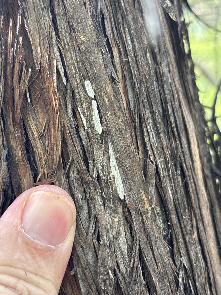 Dendrothele nivosa · August 2026 · photo: Photo: (c) Sam Kieschnick, some rights reserved (CC BY) · iNaturalist