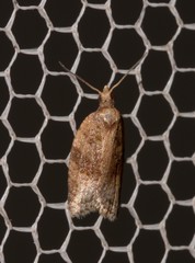 Dichelia sobriana