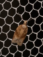 Dichelia sobriana
