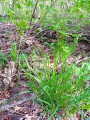 Melica picta