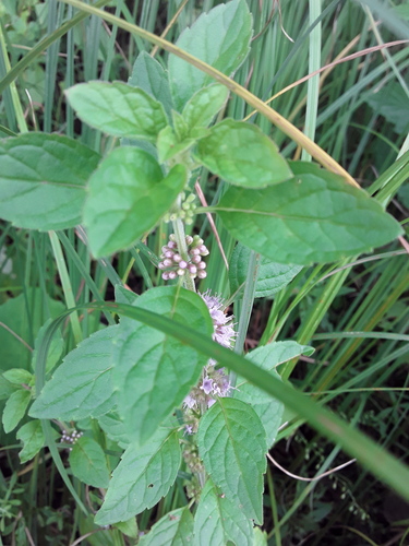 corn mint
