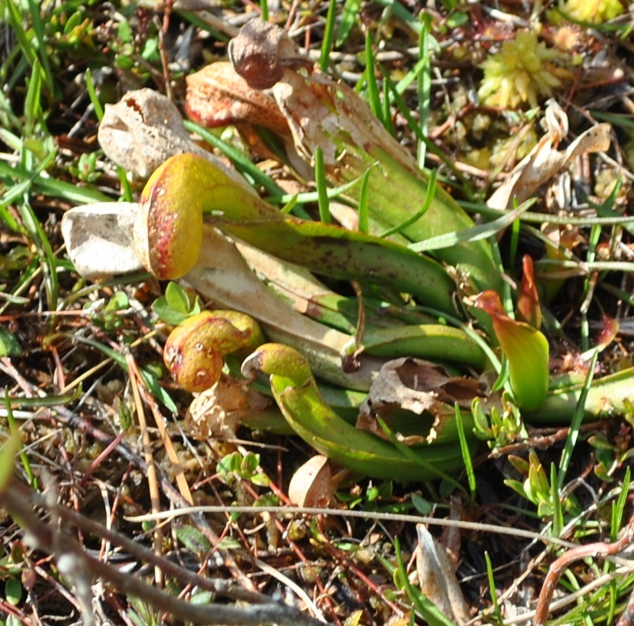 Darlingtonia californica, Ucluelet, BC V0R 3A0, Canada