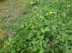 Capsella bursa-pastoris