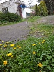 Capsella bursa-pastoris