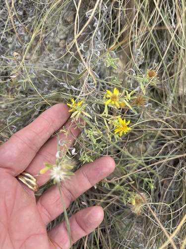 Heterotheca canescens, photograph 3