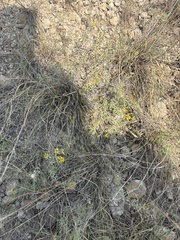 Heterotheca canescens, photograph (c) Sam Kieschnick, some rights reserved (CC BY)