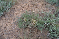 Astragalus testiculatus