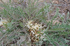 Astragalus testiculatus