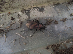 Carabus melancholicus