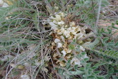 Astragalus testiculatus