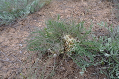 Astragalus testiculatus