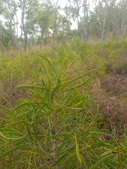 Melaleuca stipitata