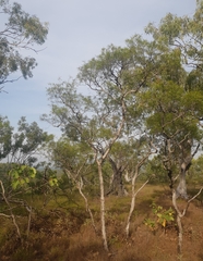 Melaleuca stipitata