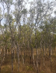 Melaleuca stipitata