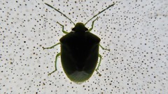 Acrosternum millierei