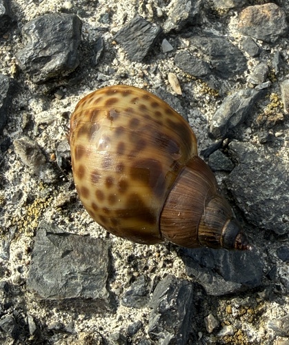 Babylonia japonica, 2026-03-09