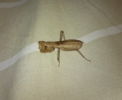 Ligariella