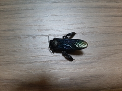 Xylocopa nasalis
