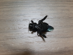 Xylocopa nasalis