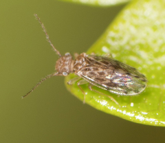 Ectopsocus strauchi